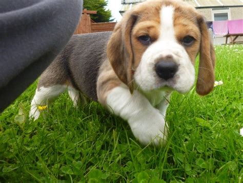 beagle puppies for sale dfw|beagle puppies dallas tx.